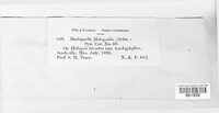 Gibberidea heliopsidis image